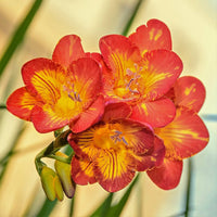 Gelb Orange Freesias Blumensamen Aussaat