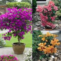 Bougainvillea mixed colors blume samen for anpflanzung