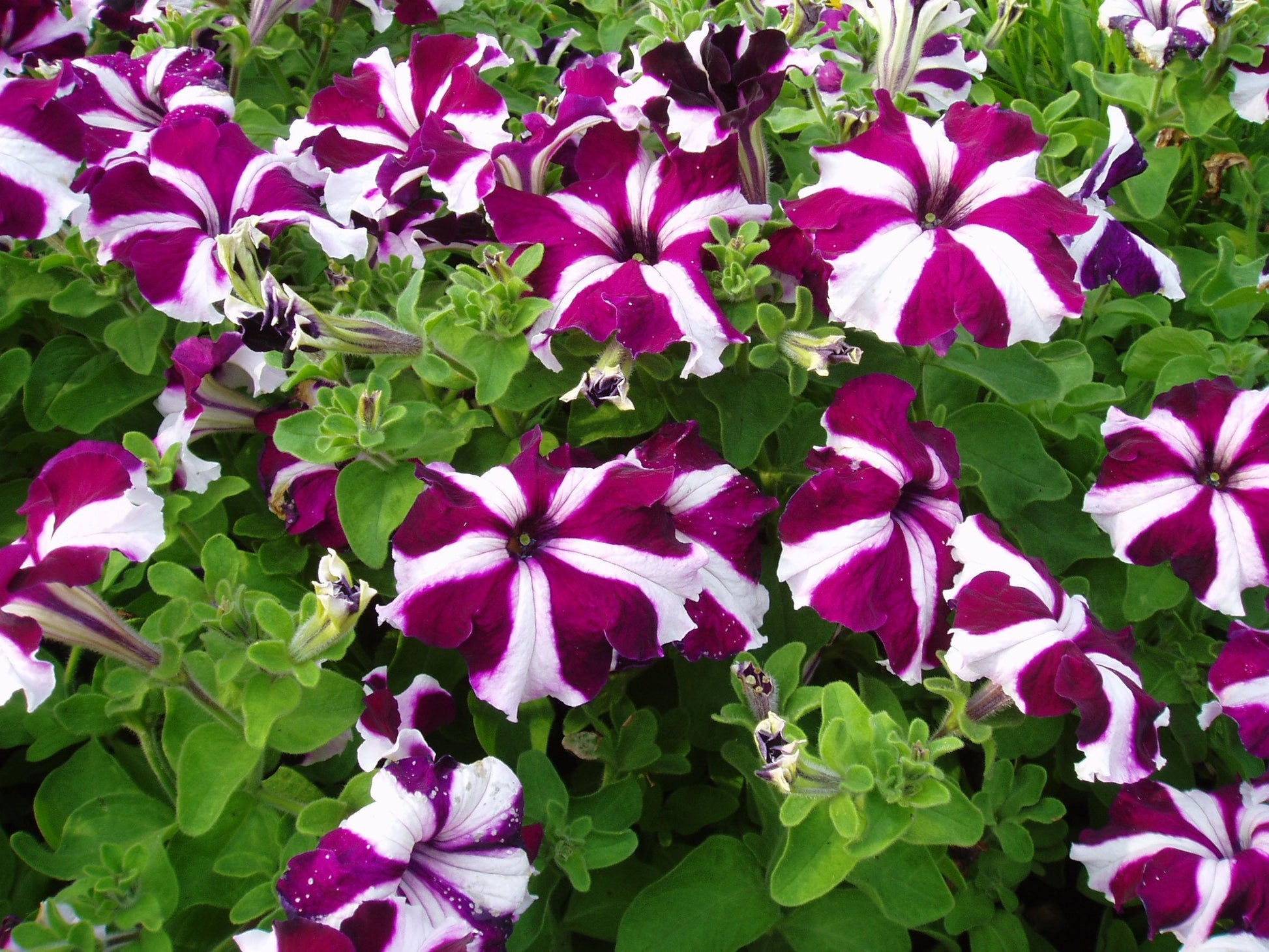 Climbing petunia petunia hybrida samen for anpflanzung in trellis garten