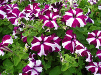 Climbing petunia petunia hybrida samen for anpflanzung in trellis garten