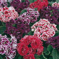 Gloxinie Sinningia speciosa Blumensamen zur Aussaat für Innenräume Garten