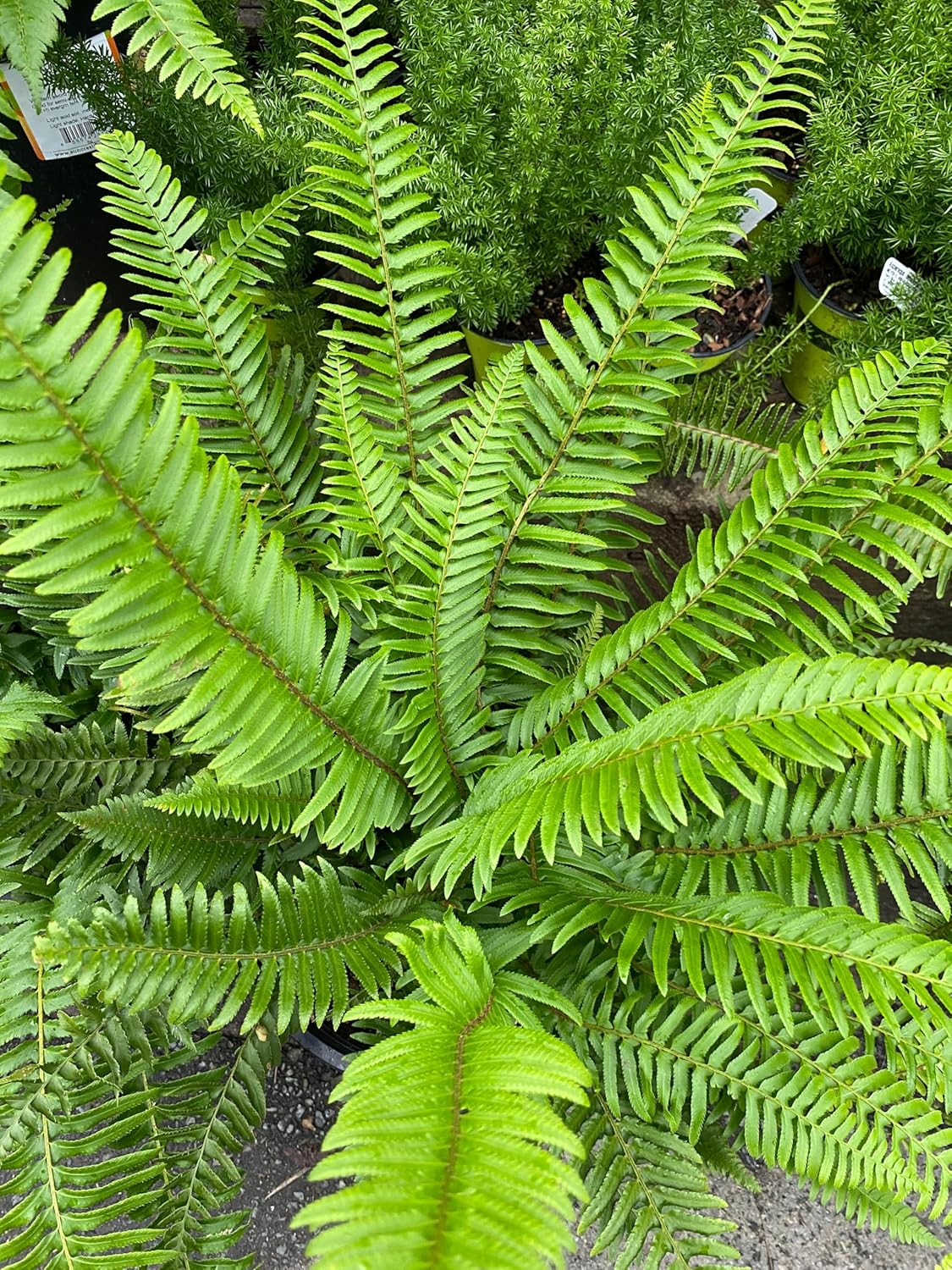MultiColour Fern zur Aussaat Traditionssorte & Non Gentechnik Samen saisonal Dauerblüher
