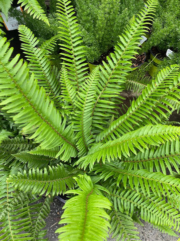 MultiColour Fern zur Aussaat Traditionssorte & Non Gentechnik Samen saisonal Dauerblüher