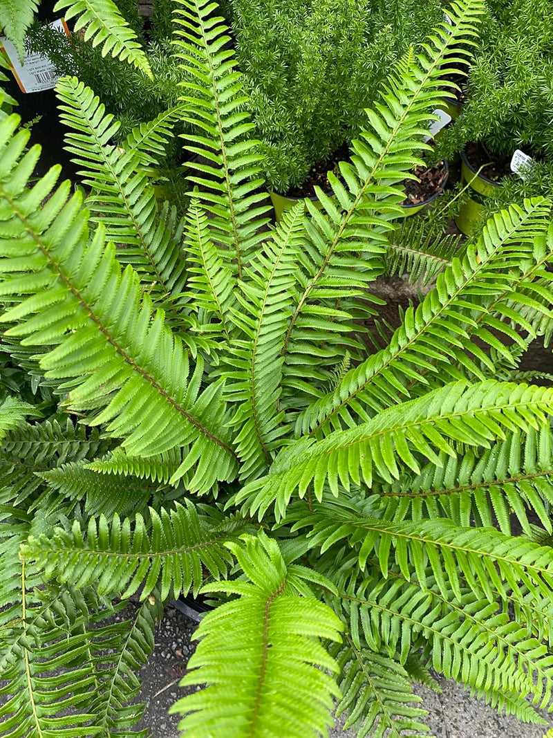 MultiColour Fern zur Aussaat Traditionssorte & Non Gentechnik Samen saisonal Dauerblüher