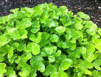 kaufen centella asiatica pflanze samen für pflanzung Stück, 100 Stück