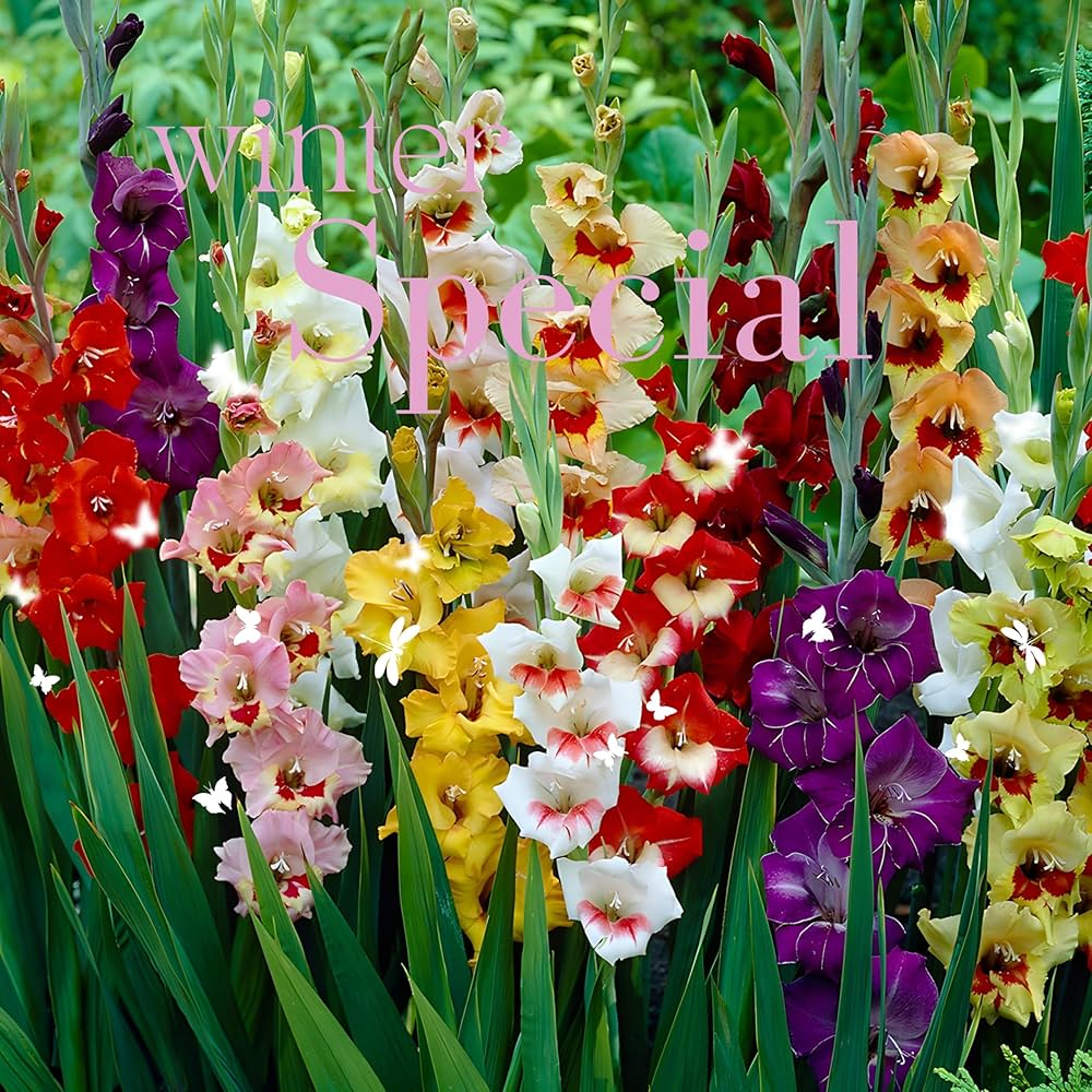 mehrjährig Gladiole Blumensamen zur Aussaat ideal Rabatten Traditionssorte & ohne Gentechnik Samen Hausgarten