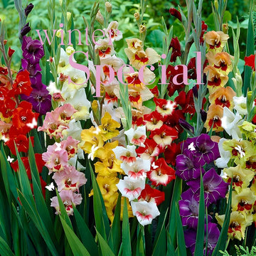 mehrjährig Gladiole Blumensamen zur Aussaat ideal Rabatten Traditionssorte & ohne Gentechnik Samen Hausgarten