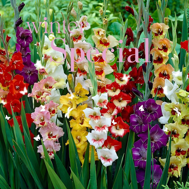 mehrjährig Gladiole Blumensamen zur Aussaat ideal Rabatten Traditionssorte & ohne Gentechnik Samen Hausgarten
