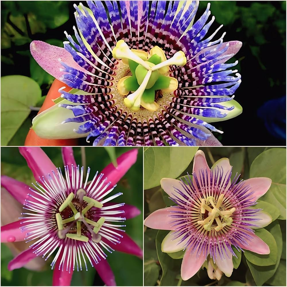 Passionflower Samen zur Aussaat Passiflora Incarnata trellis Garten Bestäuber space