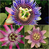 Passionflower Samen zur Aussaat Passiflora Incarnata trellis Garten Bestäuber space