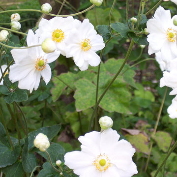 Weiß Anemone Pulsatilla Blumensamen zur Aussaat leuchtend Traditionssorte & ohne Gentechnik Samen Hausgarten