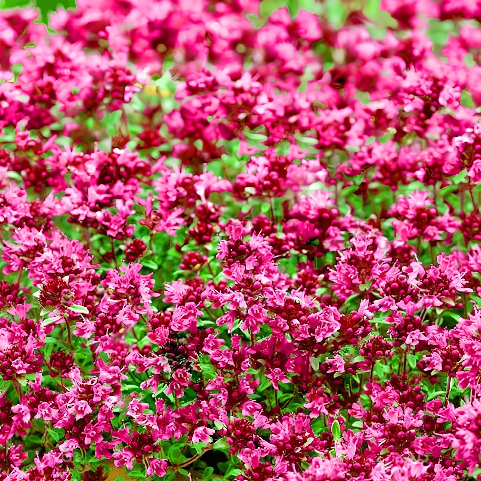 Climbing thyme samen