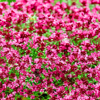 Climbing thyme samen