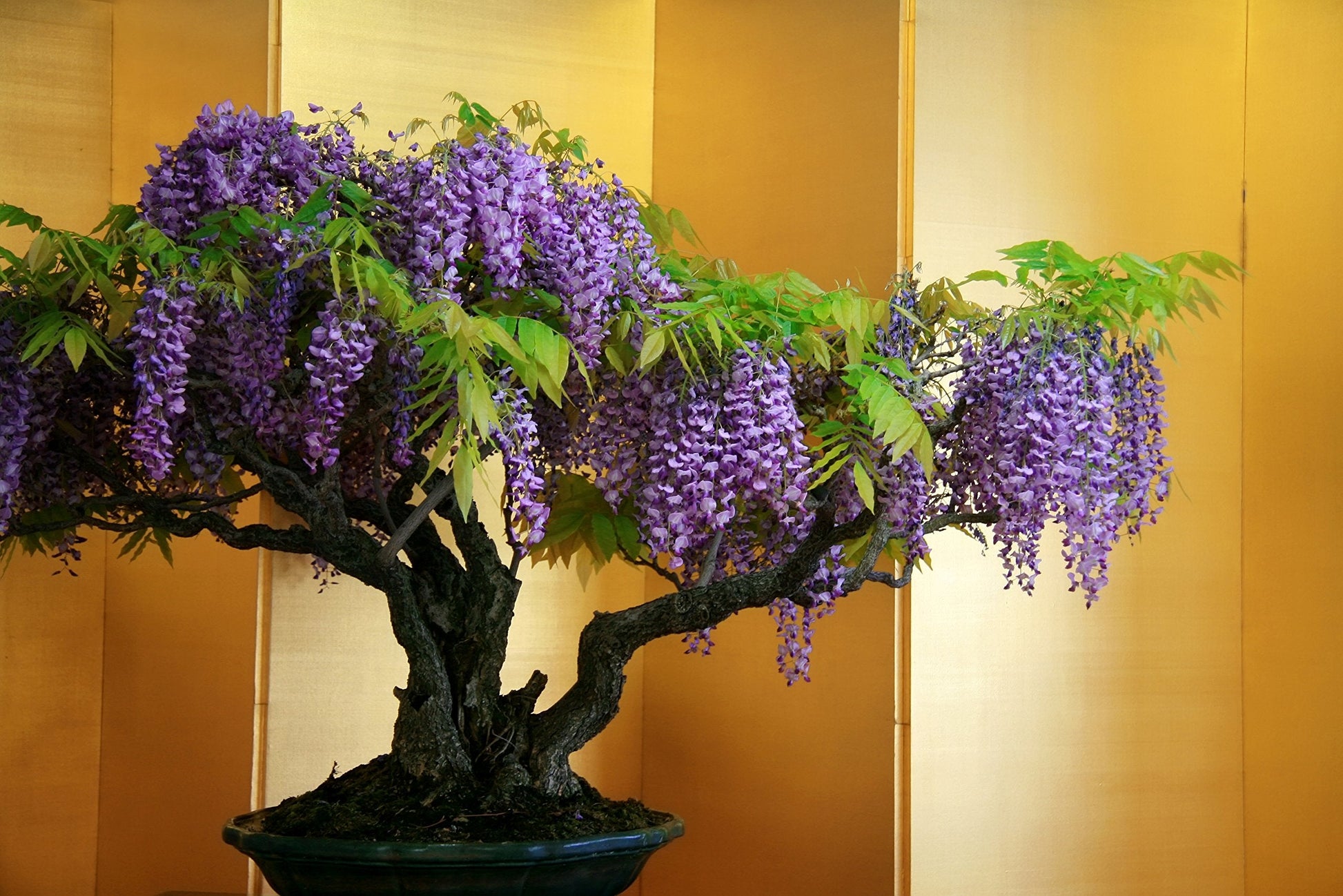 Chinese Blau Blauregen Bonsai Samen Pack – elegant Lila Blumen