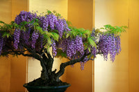 Chinese Blau Blauregen Bonsai Samen Pack – elegant Lila Blumen