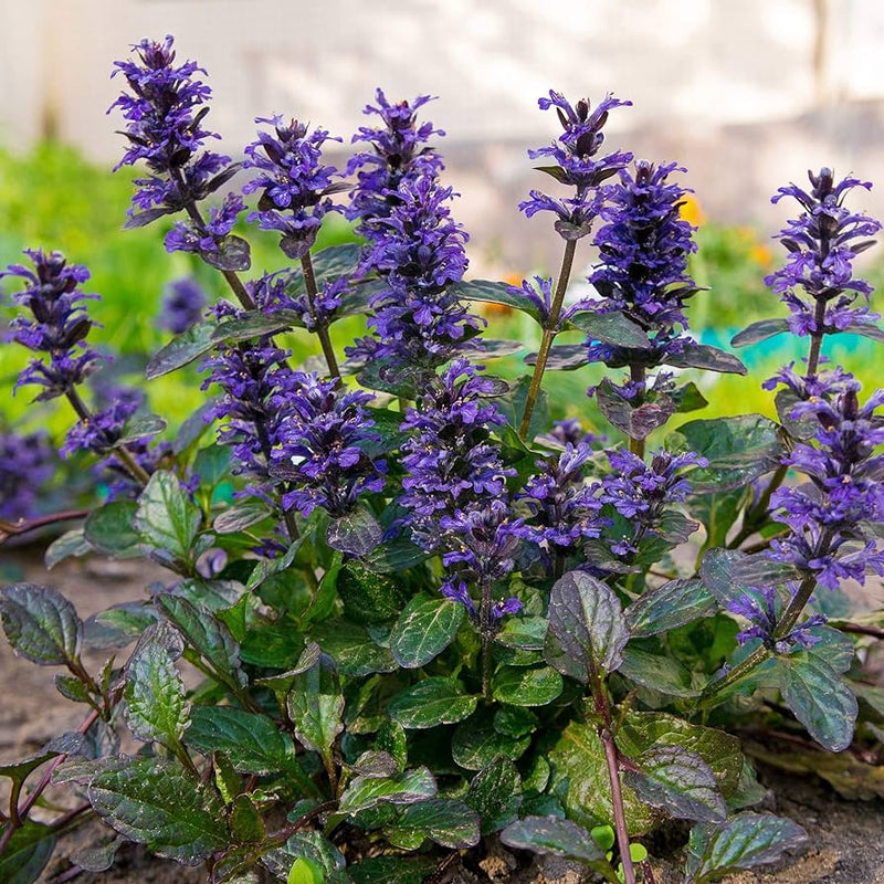 Bugle rampante, graines de fleurs à semer – longue période de floraison – variété traditionnelle et graines sans OGM pour le jardin familial