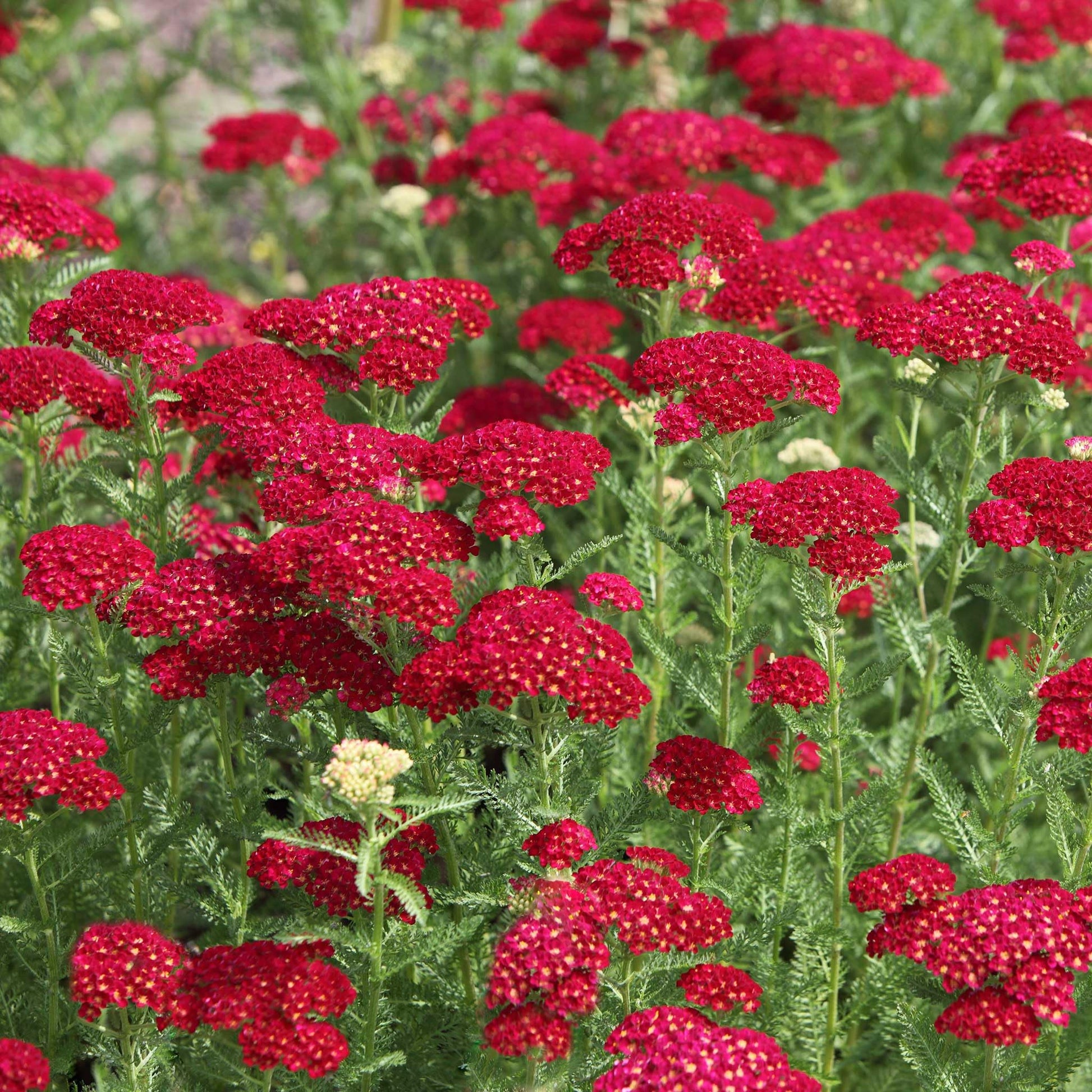 Rot Yarrow Achillea millefolium Samen zur Aussaat Wildblume bee Schmetterling Garten