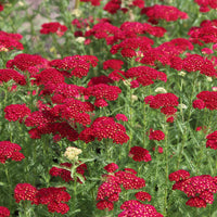 Rot Yarrow Achillea millefolium Samen zur Aussaat Wildblume bee Schmetterling Garten