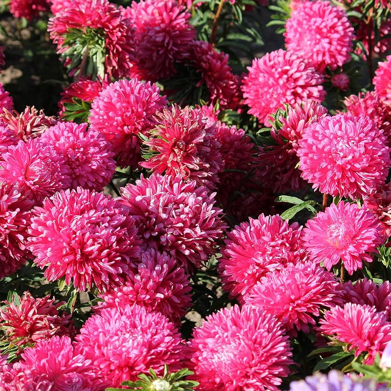 Aster callistephus chinensis gremlin double for anpflanzung in blume bed