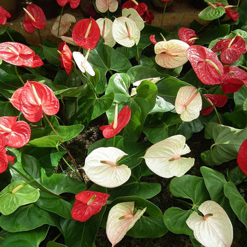 Huifang anthurium blume samen for anpflanzung fragrant blossoms heirloom & gmo free samen for home garten
 
 sale samen for home garten anpflanzung