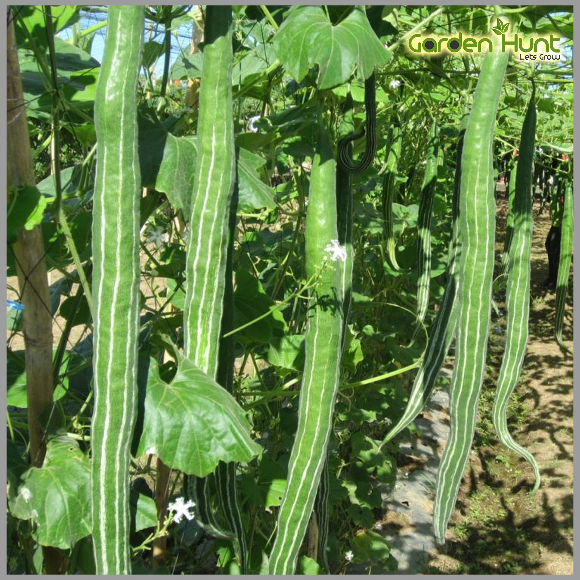 Green Serpent Gourd Gemüse Planting Samen