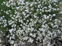 Weiß Blumensamen Breath the Creeping Child