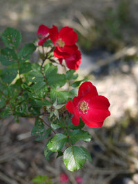 Rot Rugrose Rose Blume Samen zur Aussaat