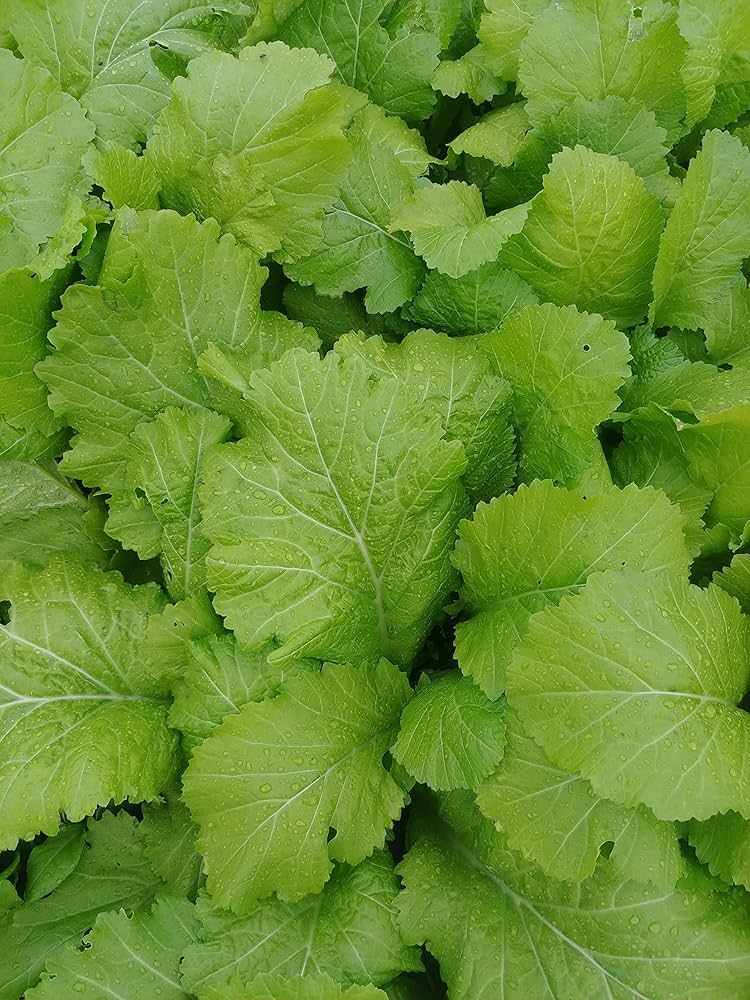 kaufen chinese mustard pflanzung samen Stück, 100 Stück