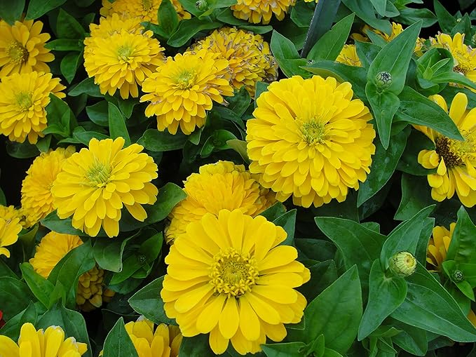 dunkel Gelb Zinnie Blumensamen zur Aussaat Schnitt Blume beliebt Traditionssorte & ohne Gentechnik Samen Hausgarten