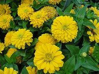 dunkel Gelb Zinnie Blumensamen zur Aussaat Schnitt Blume beliebt Traditionssorte & ohne Gentechnik Samen Hausgarten