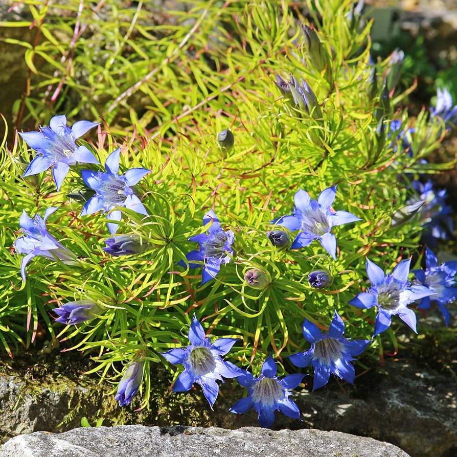 Largeleaf Gentian Blau Samen Blau Blumen