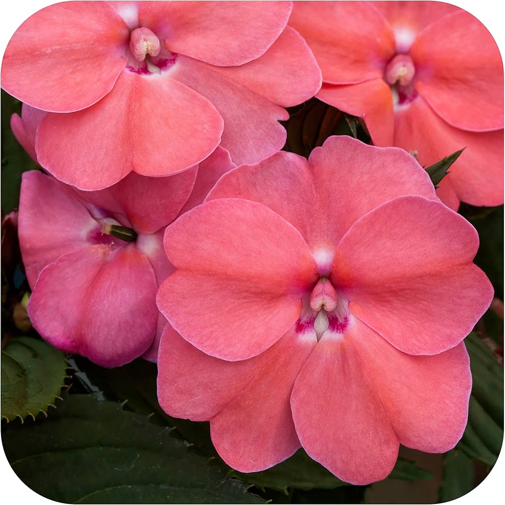 Impatiens Impreza Cherry Splash Samen zur Aussaat Blume Beet