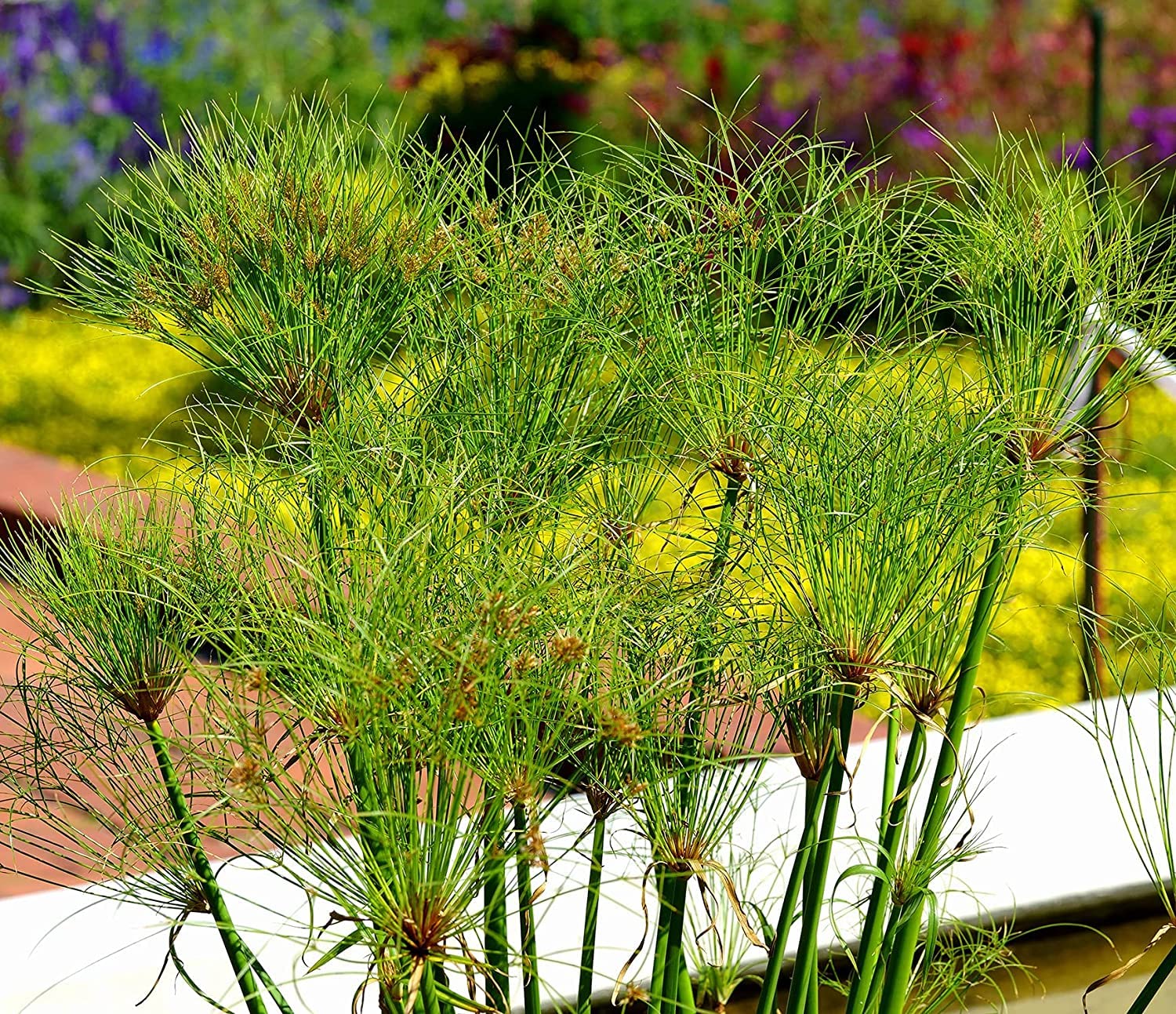 Traditionssorte Papyrus Blumensamen zur Aussaat farbenfroh Schau Traditionssorte & ohne Gentechnik Samen Hausgarten