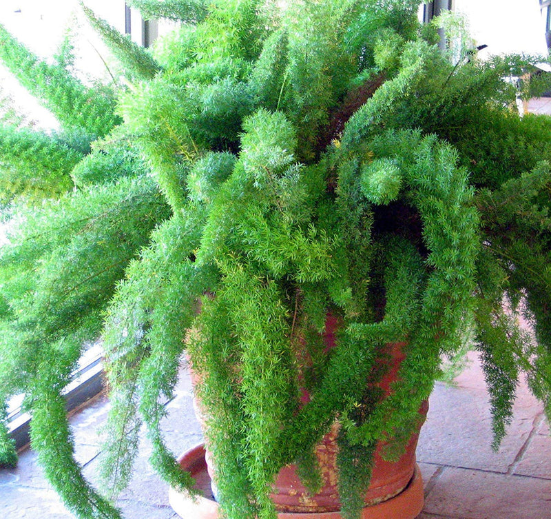 Beautifull asparagus meyeri foxtail fern blume samen for anpflanzung - hardy variety, heirloom & gmo free samen for home garten
 
 sale samen for home garten