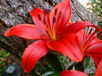 Lilie Samen zur Aussaat Lilium Asiatic Blume Beet border Garten
