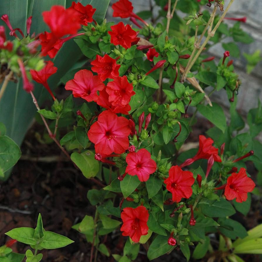 Rot Mirabilis Scarlet Blumensamen zur Aussaat farbenfroh Schau Traditionssorte & ohne Gentechnik Samen Hausgarten