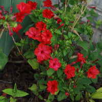 Rot Mirabilis Scarlet Blumensamen zur Aussaat farbenfroh Schau Traditionssorte & ohne Gentechnik Samen Hausgarten