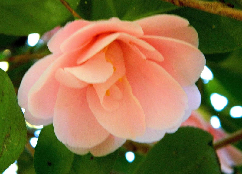 Camellia peach blume samen for anpflanzung bright blooms heirloom & gmo free samen for home garten 
 
 sale samen for home garten anpflanzung