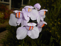 Utricularia blume samen for anpflanzung - cottage garten essential, heirloom & gmo free samen for home garten
 
 sale samen for anpflanzung in home garten