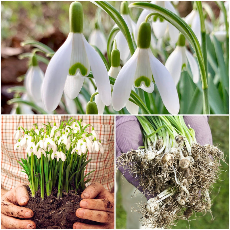 Galanthus nivalis for anpflanzung in woodland garten