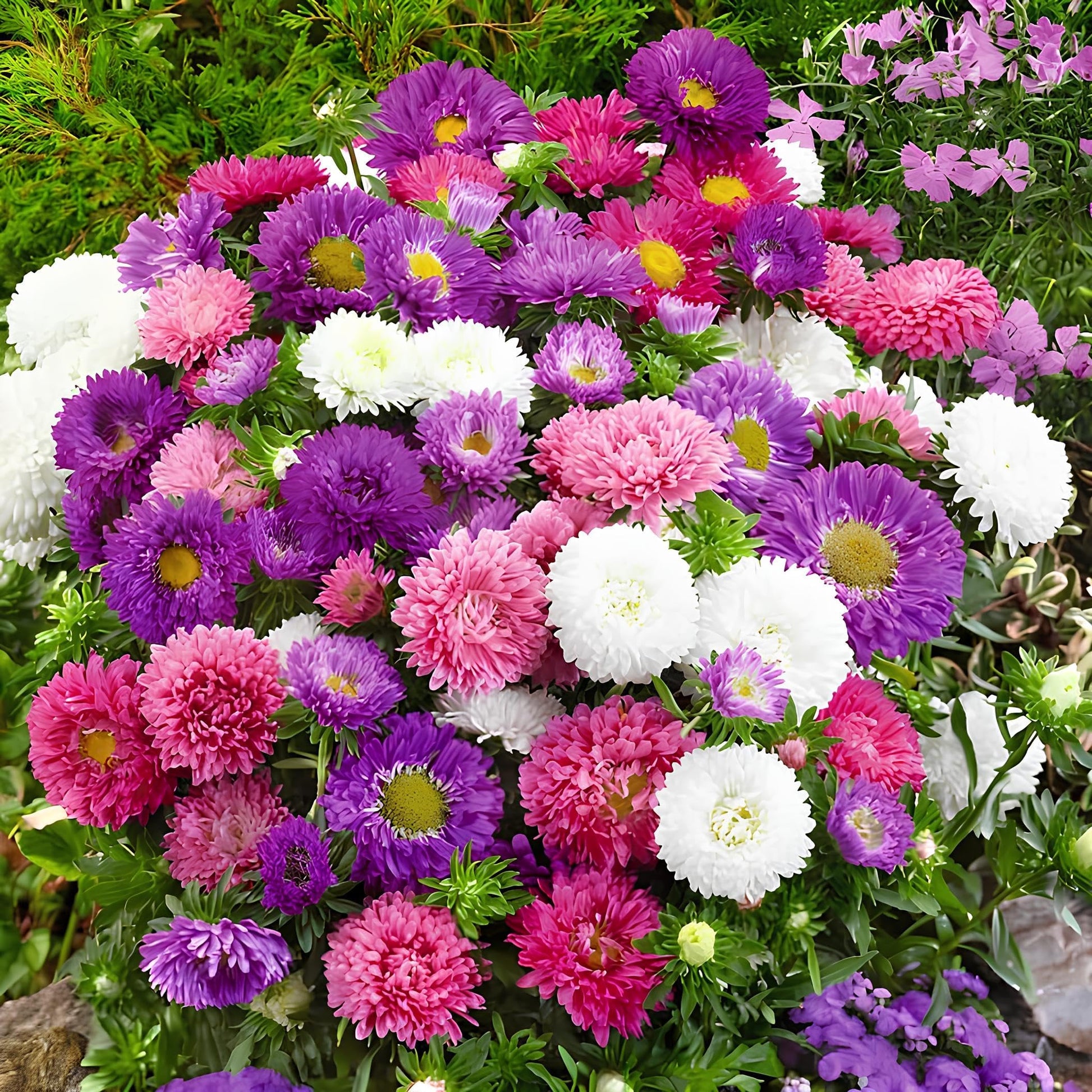 Weiß Kastanienrot Aster Blumensamen zur Aussaat Bestäuber freundlich Traditionssorte & ohne Gentechnik Samen Hausgarten