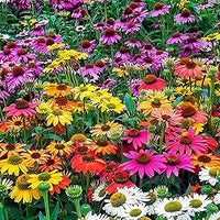 Firebird coneflower echinacea purpurea for anpflanzung in blume bed