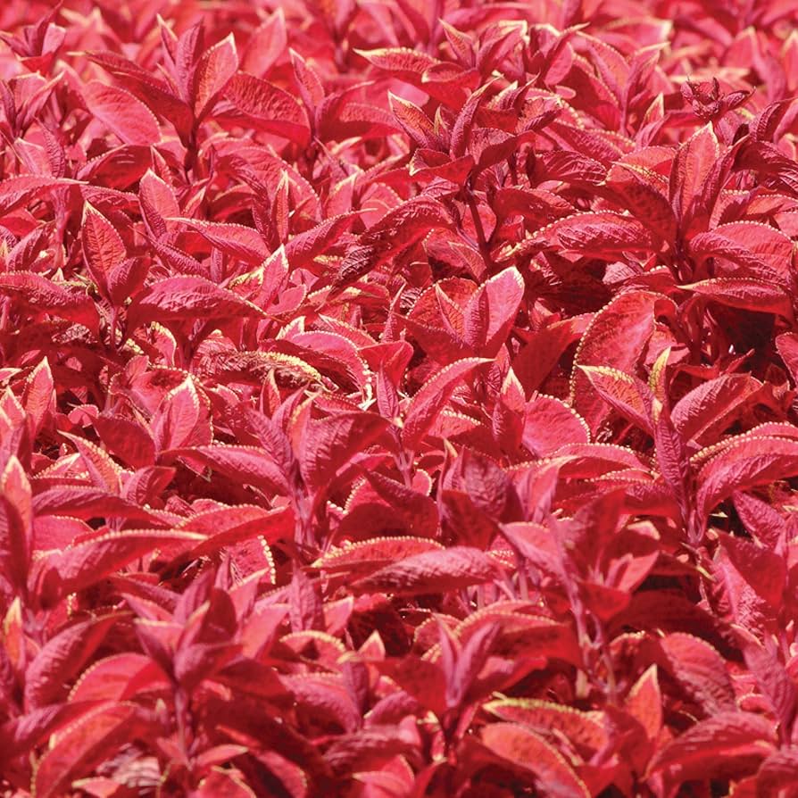 Coleus wizard sunset for anpflanzung in blume bed