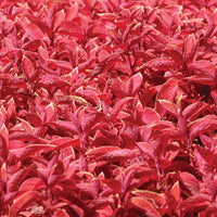 Coleus wizard sunset for anpflanzung in blume bed