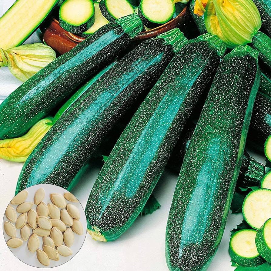 Zucchini Gemüsesamen: Perfect for für den Hausgarten