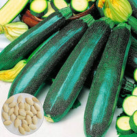 Zucchini Gemüsesamen: Perfect for für den Hausgarten