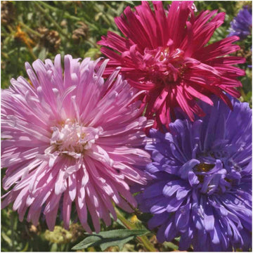 Ostrich plume aster cut blume mix annual samen
