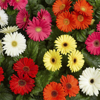 Gerbera Daisy Gerbera jamesonii Gemischt Blumensamen zur Aussaat Blume Beet