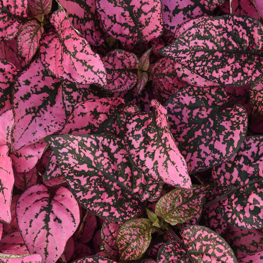 Hypoestes Splash Rosa Samen zur Aussaat für Innenräume Pots Halbschatten Garten