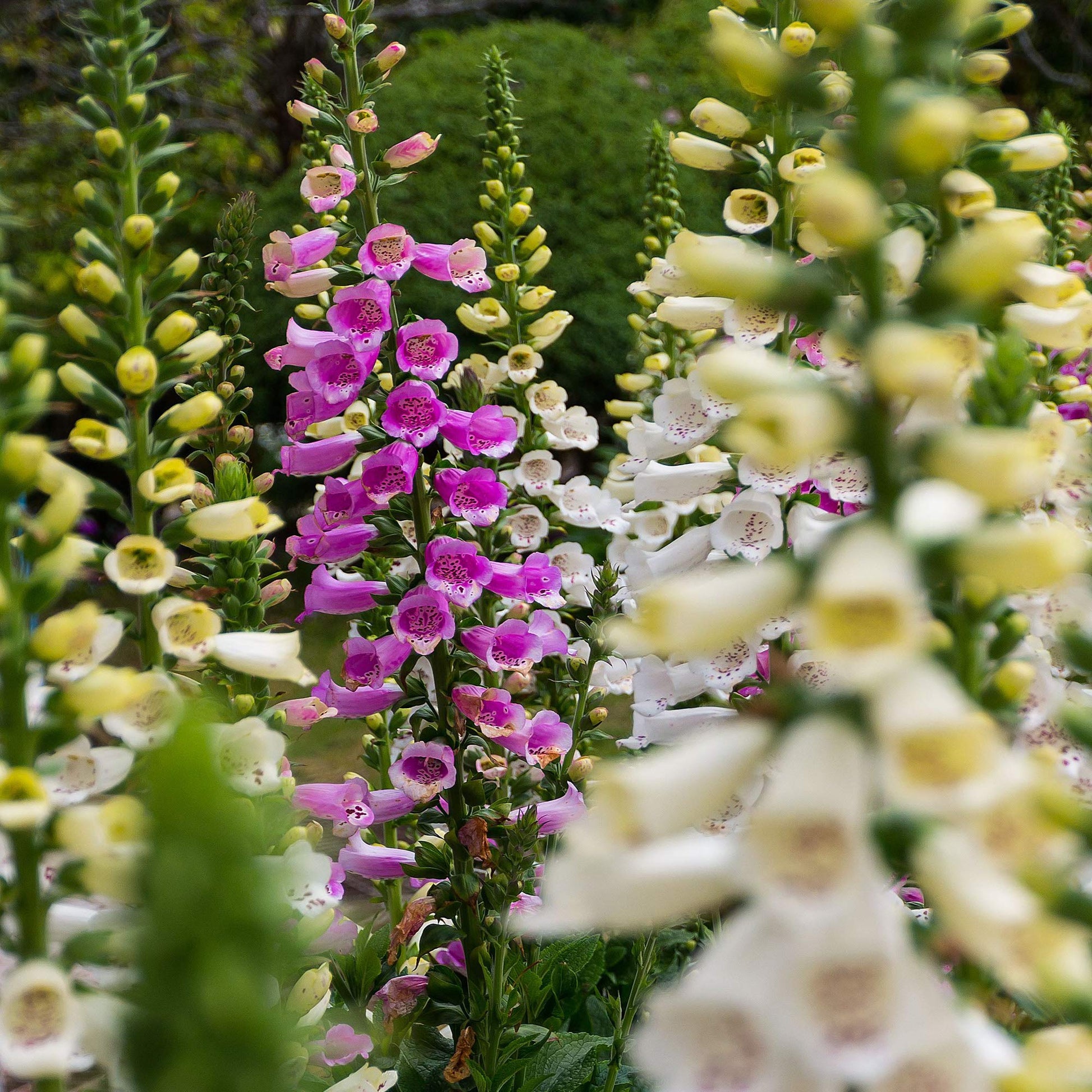 Foxglove Digitalis Purpurea Gemischt Blumensamen